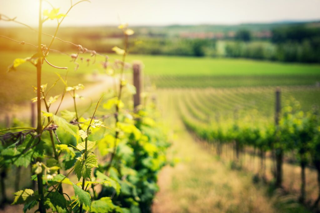 Are There Wine Fridges With Anti-frost Technology?