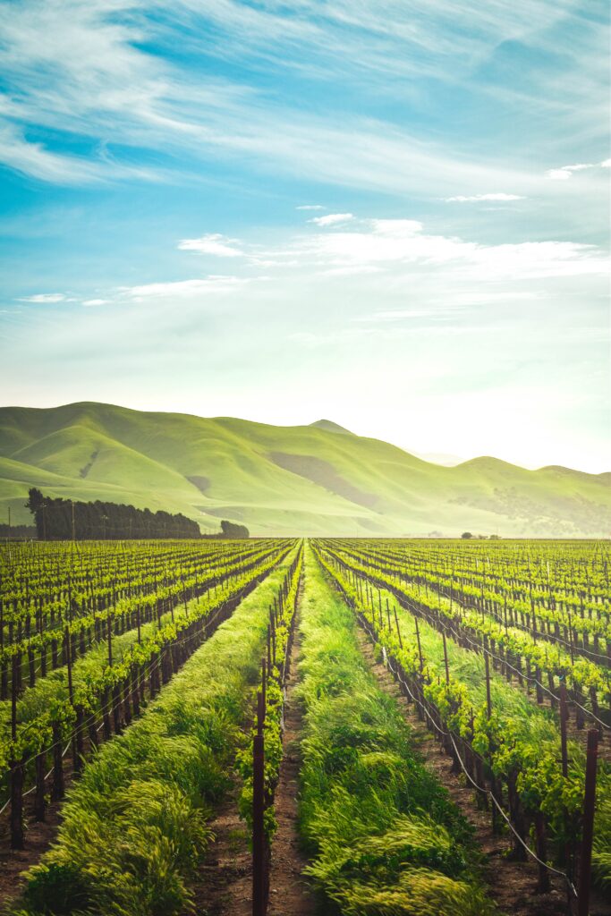 Can A Wine Fridge Ruin My Wine?