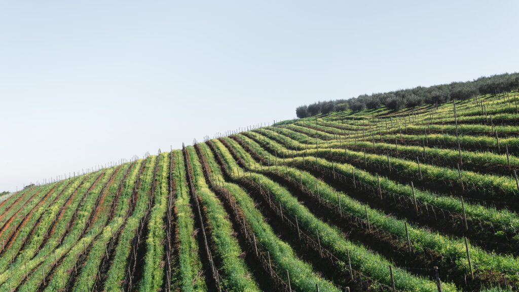 How Does A Wine Fridge Prevent Oxidation?