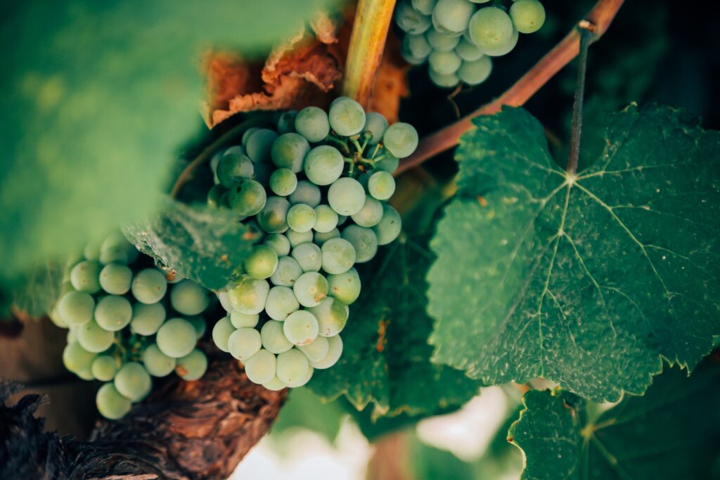 How Does A Wine Fridge Regulate Humidity?